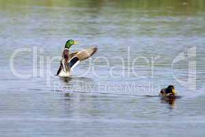 Male mallard duck shaking wings