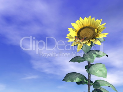Sunflower and sky - 3D render