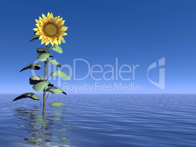 Sunflower and water - 3D render