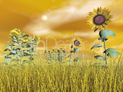 Sunflowers - 3D render