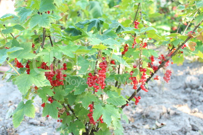 berry of a red currant on the bush