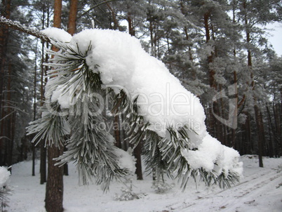 winter landscape in the forest