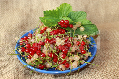 clusters of berries of red and white currant on the plate