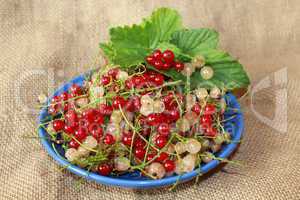 clusters of berries of red and white currant on the plate