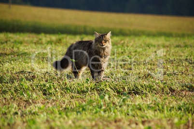 katze in der wiese