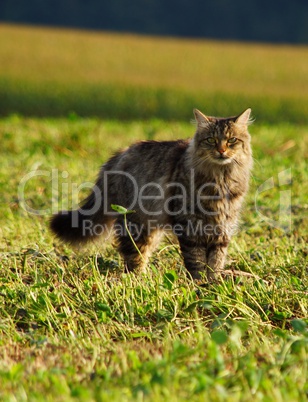 Katze in der Wiese