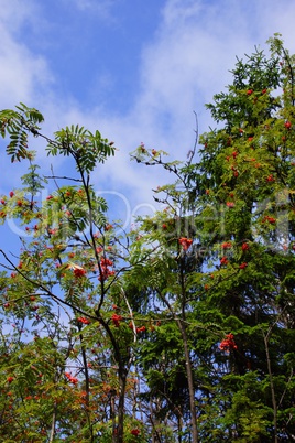 Strauch mit roten Beeren