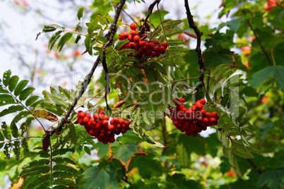 Strauch mit roten Beeren