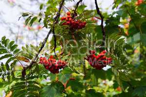 Strauch mit roten Beeren