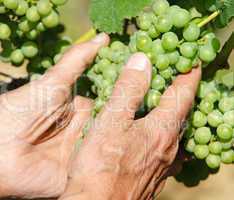 Hände mit Weintrauben