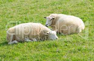 Schafe machen Pause