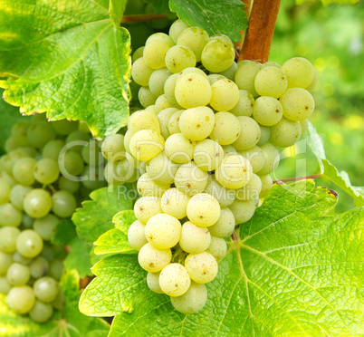 Weintrauben - Weißwein