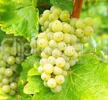 Weintrauben - Weißwein