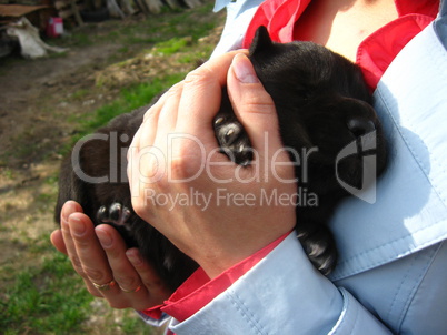 big black puppy in a hand