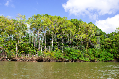 amazonas regenwald