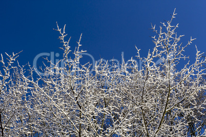 snow covered tree and blue skies