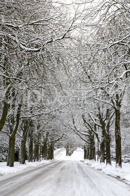 snowcovered road and trees