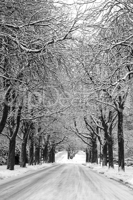 snowcovered road and trees