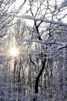 sun shining throug snow covered trees