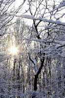 sun shining throug snow covered trees