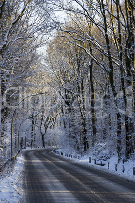 snowcovered road in forest