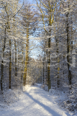 footpath in snowy forest