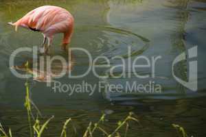 flamingo with head under water