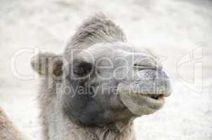 head of a bactrian camel