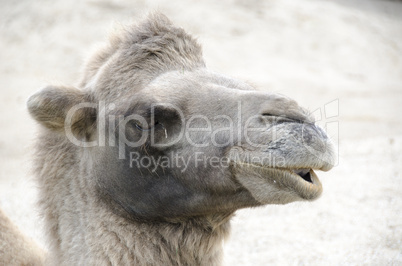 head of a bactrian camel