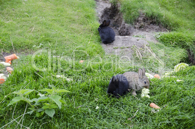 cute rabbits sitting on grass and eating