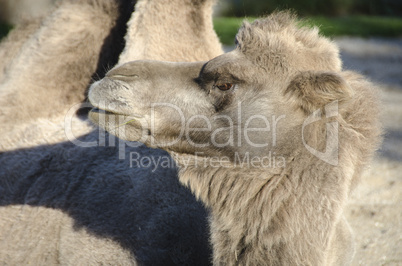 head of a bactrian camel
