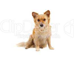 spitz dog on white background