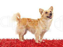 Spitz dog on red carpet