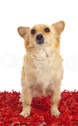 Spitz dog on red carpet