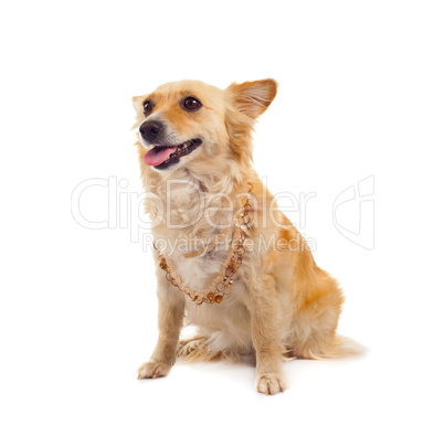 Spitz dog on white background