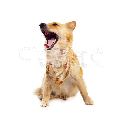 Spitz dog on white background