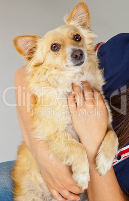 Spitz dog in her arms