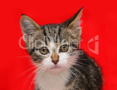 Puppy cat on red background