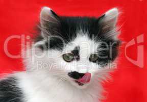 Puppy cat on red background