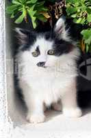 Puppy persian cat in the garden