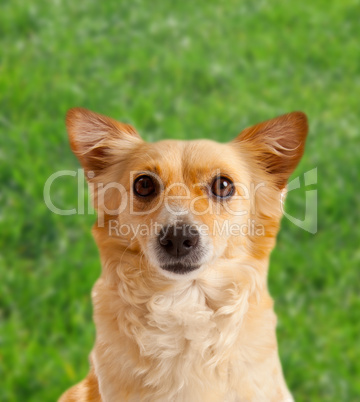 Spitz dog on green meadow