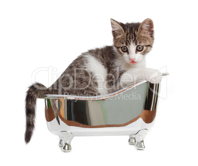 cat in the bathtub