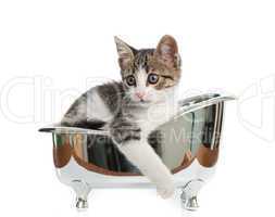 cat in the bathtub