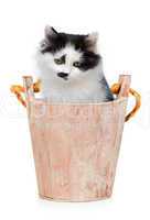 kitten in wooden bucket on white background