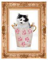 kitten in wooden bucket in the classic frame