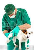 Veterinarian examines the dog's hip