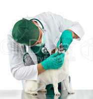 Veterinarian examines the dog's teeth
