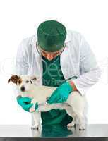 Veterinary esamica the dog's heart