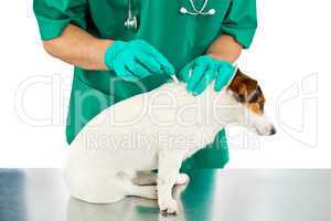 Antiparasitic cure for dog