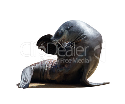 Harbor seal